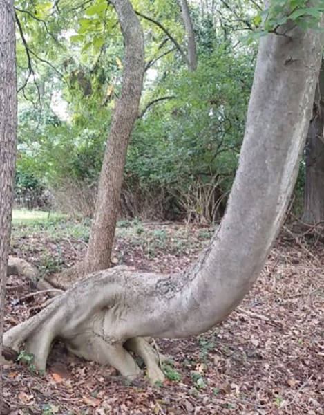 Słoniowe drzewo